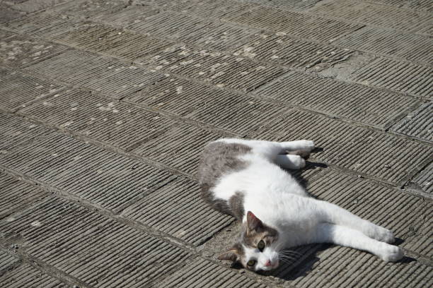 Gatto disteso al sole in una piazza di Molazzana