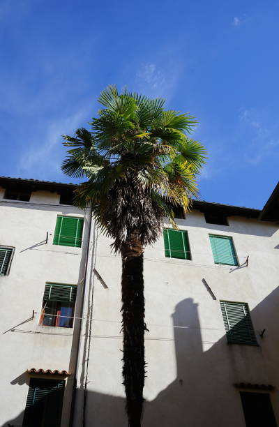 Palma davanti a un palazzo nel borgo di Molazzana